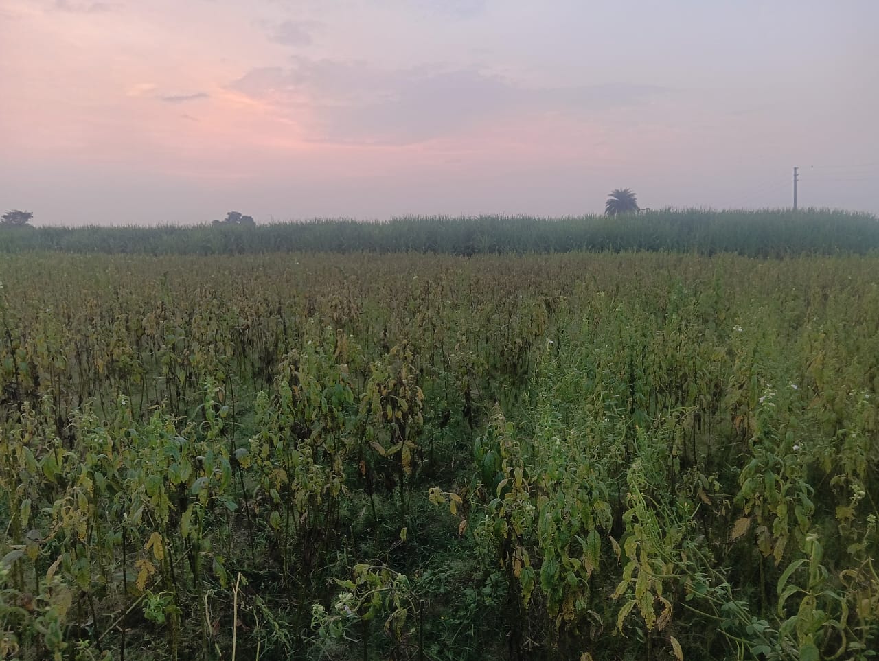 तिली की फसल बचाने गया किसान, कीटनाशक से हुआ भारी नुकसान — दुकानदार ने सुनाई खरी-खोटी