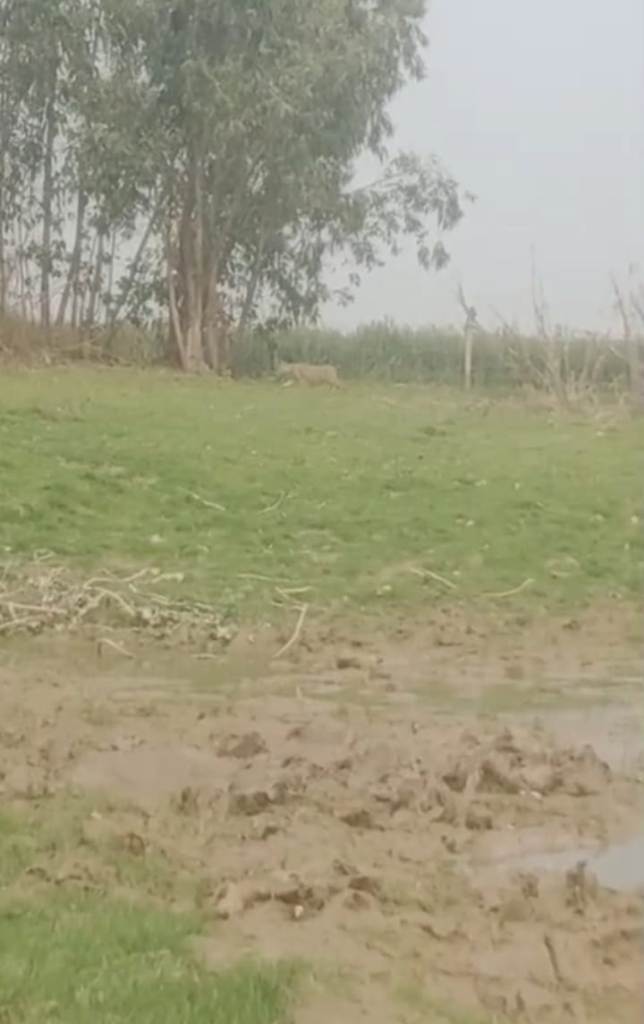 Bareilly News : जंगल में ‘चीते’ की आहट से दहशत: मीरगंज के गोरा लोकनाथपुर में मचा हड़कंप, वन विभाग की टीम अलर्ट