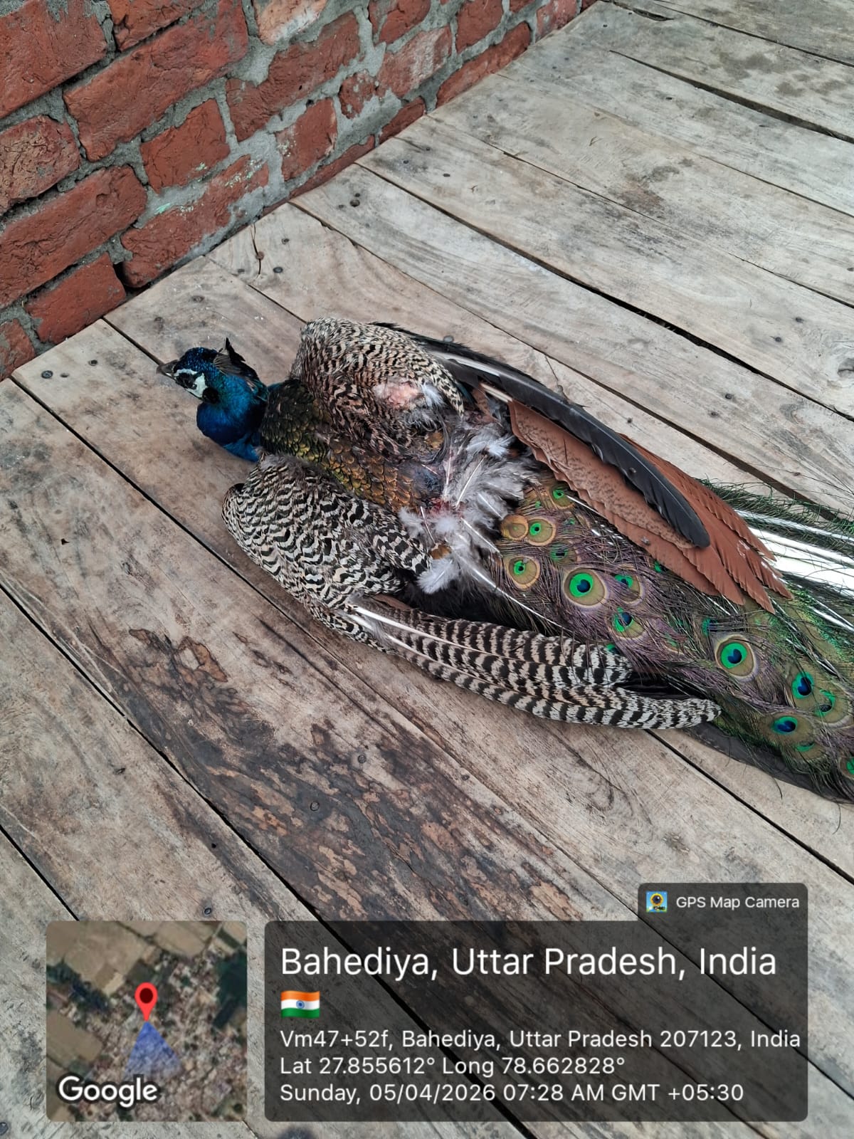 KASGANJ NEWS आंधी-तूफान में घायल हुए राष्ट्रीय पक्षी मोर, गांव क्यामपुर बहेड़िया से तत्काल इलाज की गुहार