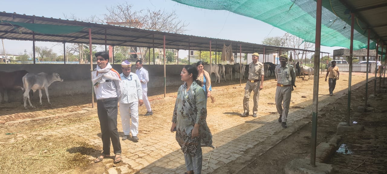 मथुरा की महुअन गौशाला में बिना टैग मिले गौवंश, CDO नाराज 