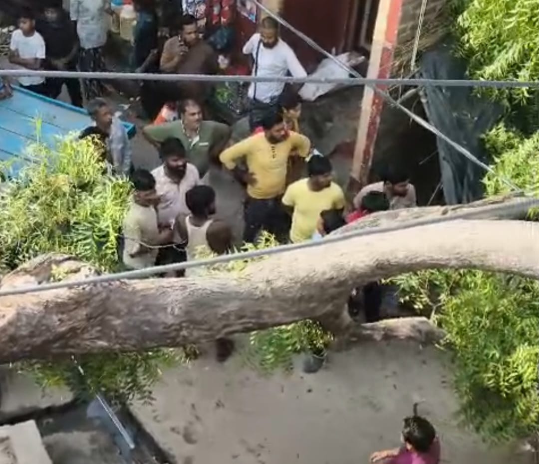 पटियाली में बड़ा हादसा टला: 50 फुट ऊंचा नीम का पेड़ झोपड़ी पर गिरा, मां-बेटा घायल
