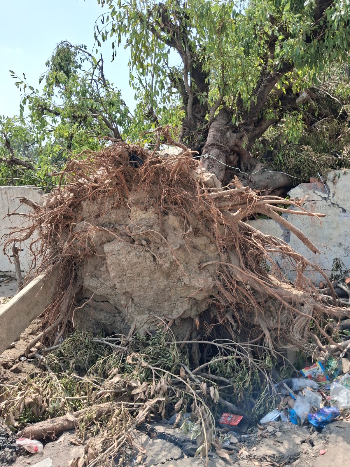 KASGANJ: आंधी मे गिरे 36 साल पुराने वृक्ष को बचाने की मांग, पुनर्जीवन के लिए आगे आए अब्दुल हफीज गांधी, बोले- "वृक्ष नही क्षेत्र की धरोहर है"